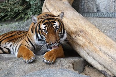 Portrait of siberian tiger relaxing in zoo