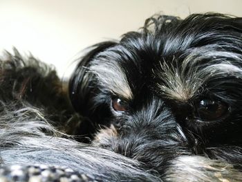 Close-up portrait of dog