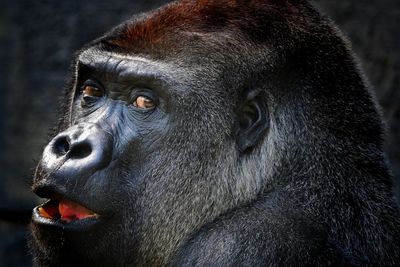 Close-up portrait of a monkey