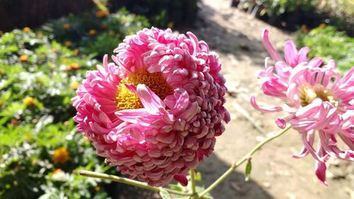 Close-up of pink flowers blooming outdoors