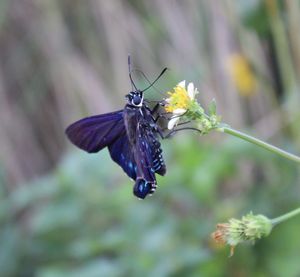 Close-up of butterfly pollinating on purple flower