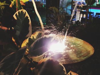 Close-up of plants against blurred background