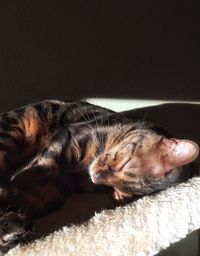 Cat sleeping in sunshine