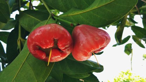 Close-up of strawberry growing on tree