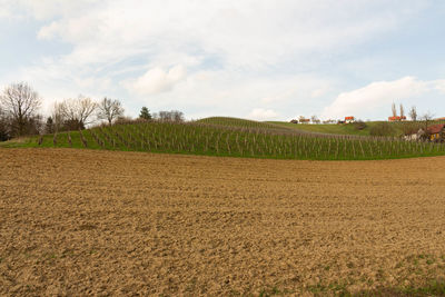 Scenic view of agricultural field against sky