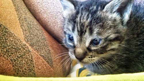 Close-up portrait of cat