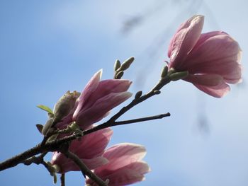 Low angle view of pink flowering plant