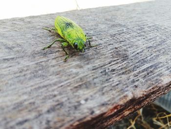 Close-up of insect on wood