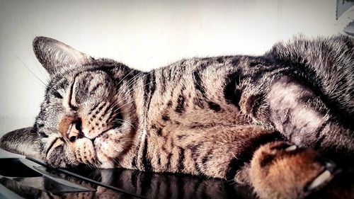 Close-up of cat
