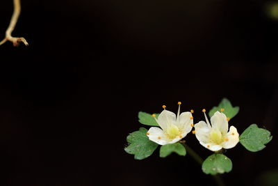 Close-up of white flowers against black background