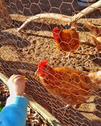 Close-up of hand feeding bird