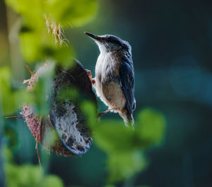 Close-up of bird perching on plant