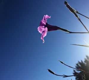 Low angle view of flower against clear sky