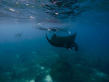 Fish swimming in sea