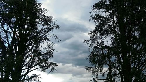 Low angle view of trees against cloudy sky