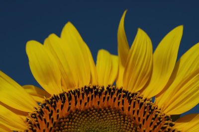 Close-up of sunflower