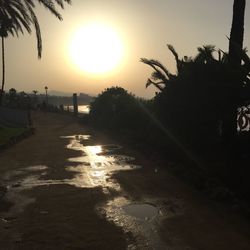 Sun shining through trees