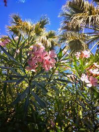 Low angle view of flower tree against sky