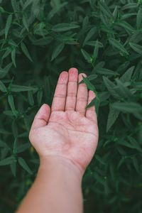 Close-up of hand holding plant