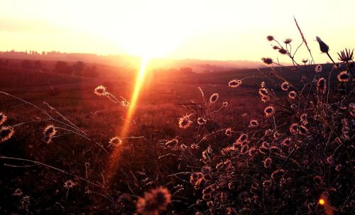 Sun shining through trees