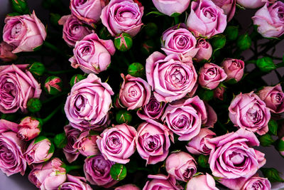 Light pink violet bush roses flowers as a background. beautiful summer bouquet. arrangement with mix 