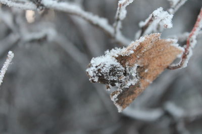 Close-up of frozen plant