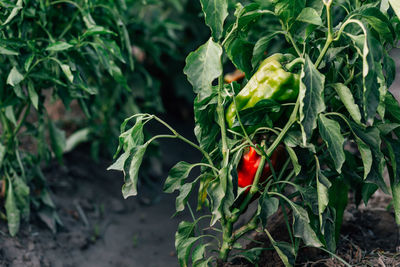 Close-up of red chili peppers on plant