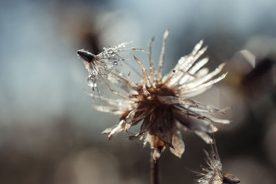 Close-up of wilted plant