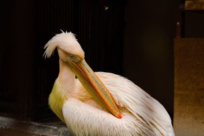 Close-up of bird perching on white flower