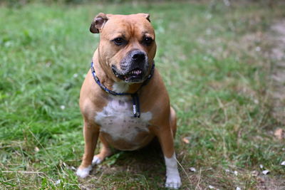 Portrait of dog sticking out tongue on field