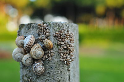 Close-up of snail