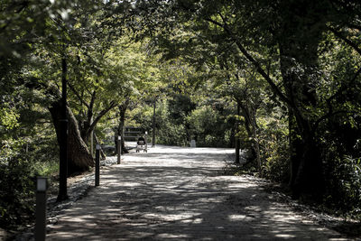 Road amidst trees in forest