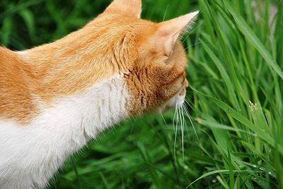 Close-up of a cat