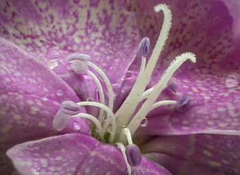 Close-up of purple flowers