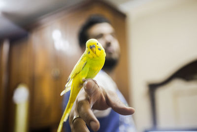 Bird perching on hand