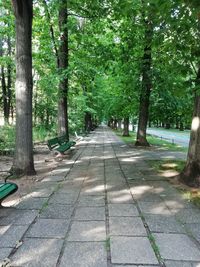 Footpath amidst trees in park