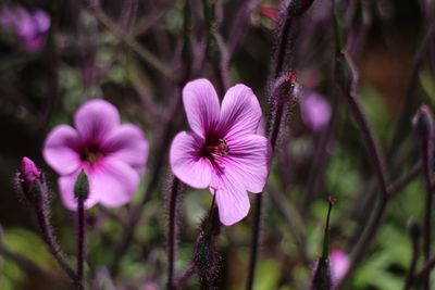 Close-up of pink flowering plant