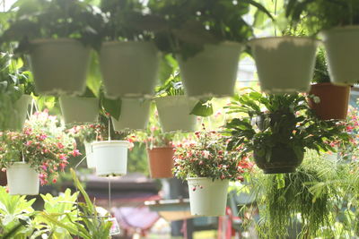 Close-up of potted plants