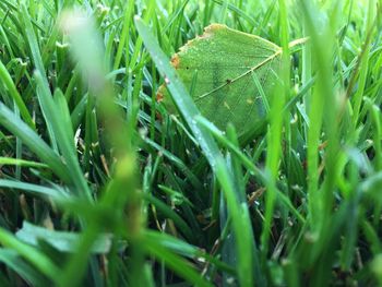 Full frame shot of wet grass on field