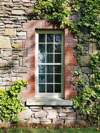 Ivy growing on window