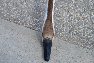 Close-up of bird