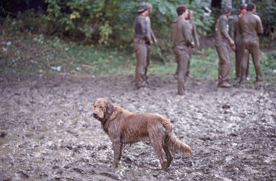 A dog after a college mud fight at in hanover, new hampshire.