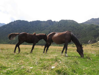 Horses grazing in field against sky