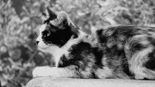 Close-up of a cat looking away