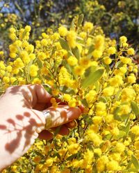 Midsection of person holding yellow flowering plants