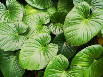 Full frame shot of green leaves