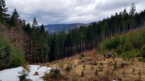 Panoramic view of pine trees against sky