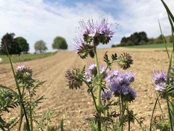 Close-up of purple flowering plants on field