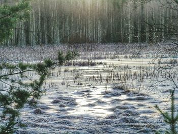 Scenic view of forest during winter