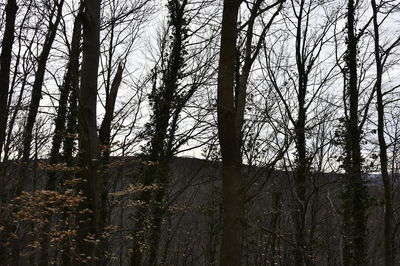 Low angle view of bamboo trees in forest
